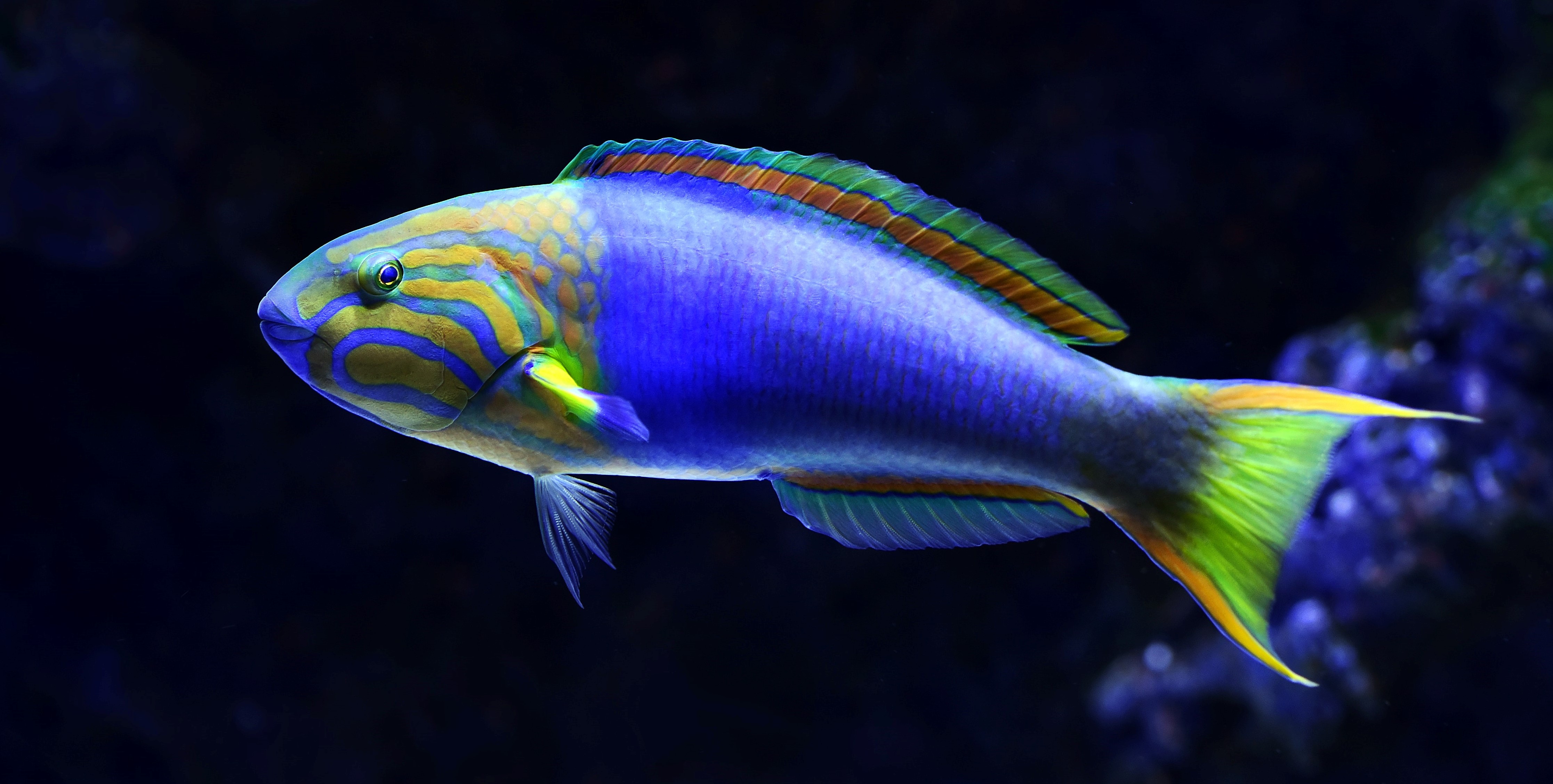 fish