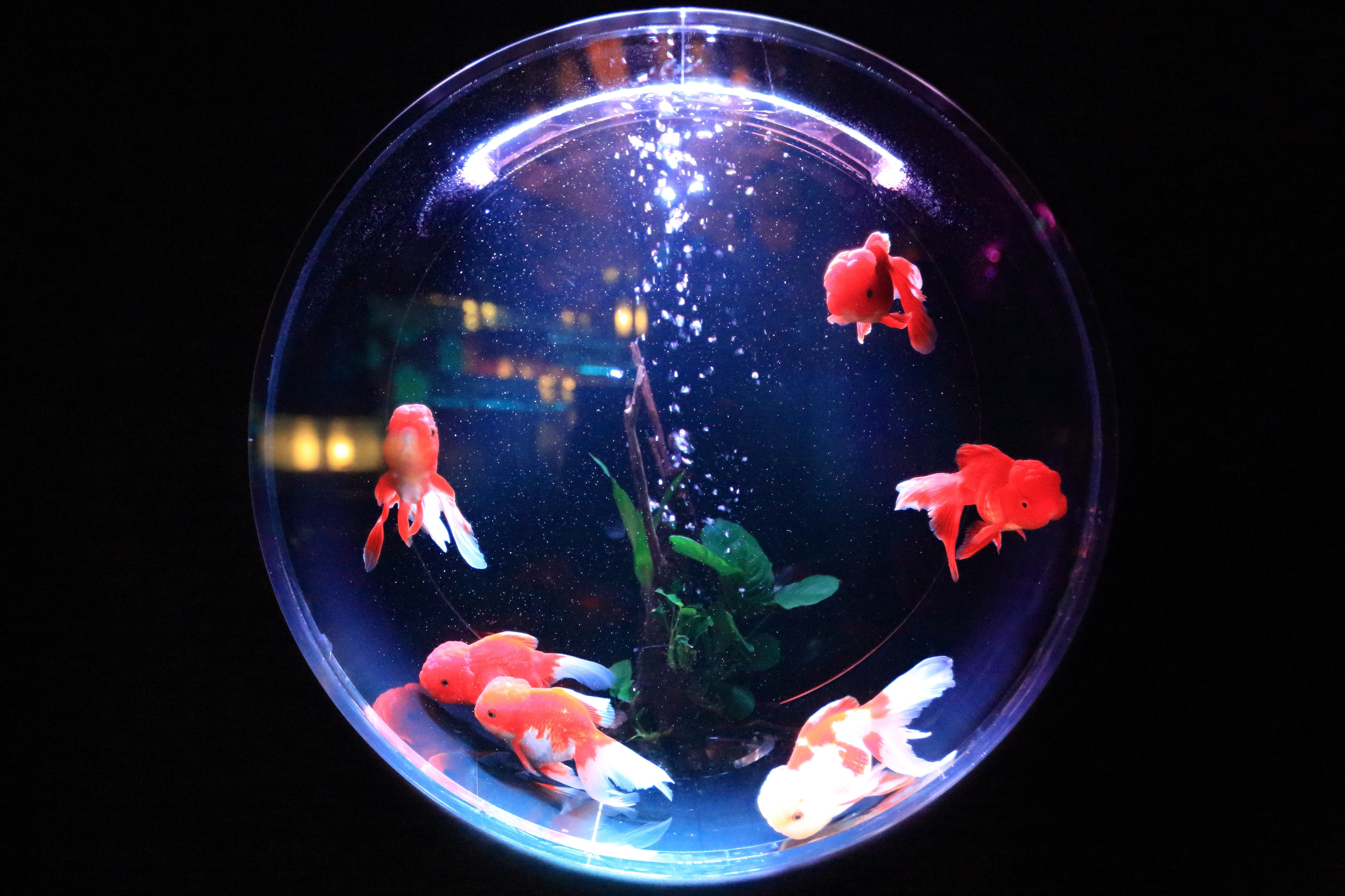 LED aqua kit