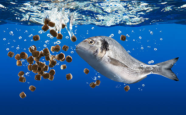 Aqua-foods